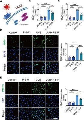 Isolation and purification of Eleutherococcus sessiliflorus (Rupr. & Maxim.) S. Y. Hu peptides and study of their antioxidant effects and mechanisms